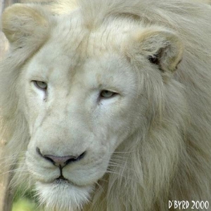 sir_leo